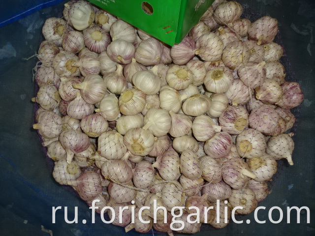 Fresh Normal Garlic Best Quality